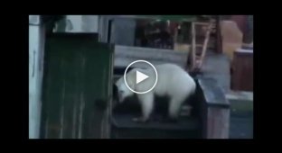 Медведь в якутской деревне напугал жителей (мат)