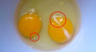 Якщо ви збираєтеся з'їсти яйце з такими білими слідами на жовтку (2 фото)