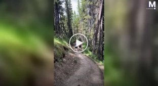 Bear chases couple during forest walk in Canada