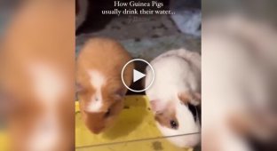 Guinea pig enjoying the water