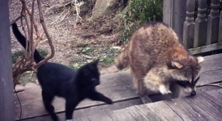 A blind raccoon brought two kittens to a man and saved the babies’ lives (6 photos + 1 video)