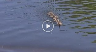 A tense moment in the life of a duck family