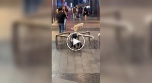 A dog's funny reaction to a robot dog