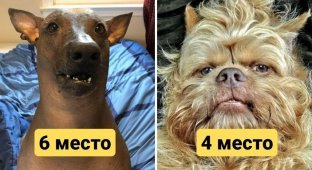 Не вышли мордой: 10 пород собак, которые по мнению обычных людей являются самыми некрасивыми (11 фото)