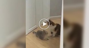 Коти-рестлери