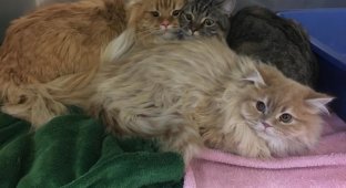 3 purebred cats were found at the door of a pet store with a note (6 photos)