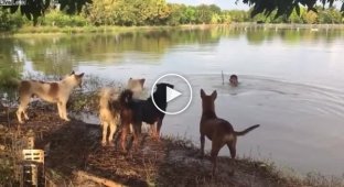 The guy decided to surprise the dogs with a trick in the water