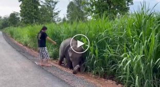The girl saved the baby elephant and received gratitude