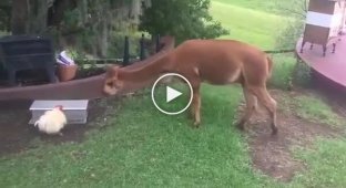 The chicken doesn't let the alpaca steal her food.