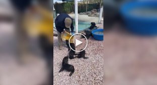 Morning of the sea lion cubs