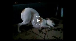 Спящая собака в необычном положение