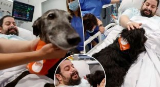 Собаки-терапевты трудятся в одной из больниц Барселоны (5 фото)