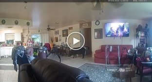 Кабан вломился в дом в США