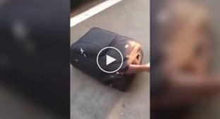 Африканский нелегал приехал в Швейцарию в чемодане 