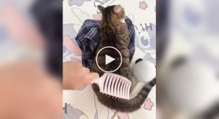 The Owner Got His Own Cat