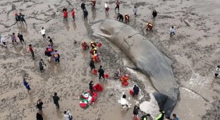 Як рятують викинутого на берег кита? Складна операція, в якій задіяно сотні рук (8 фото)