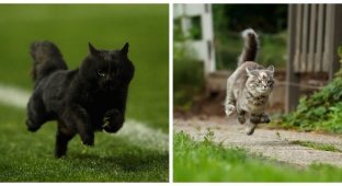 Cats on the path (25 photos)