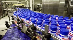 Завод Эрманн — как делают йогурты (37 фото)