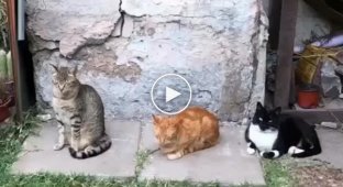 Передача позівальної енергії у котів