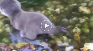Otter cub decided to swim