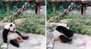 Посетители китайского зоопарка кидали камни в панду, пытаясь заставить ее двигаться (4 фото + 1 видео)