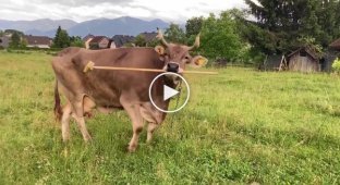 A cow brushes itself