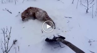 Snow trap. A man helped a fox whose tail was frozen in the snow