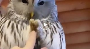 When a cute owl lives in the house