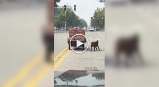 Пес-акробат: постійно стрибає з причепа на дорогу і назад