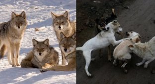 Why do dogs have shameless weddings, but wolves don’t? (6 photos)