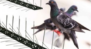 Birds have learned to use spikes designed to scare them (6 photos + 1 video)