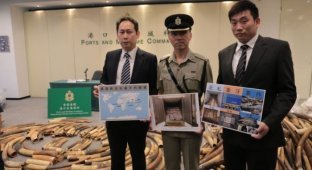 В Гонконге остановили партию слоновой кости стоимостью 9,2 млн долларов (6 фото)