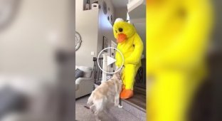 A dog who really loves ducks