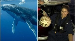 Австралийцы заметили с пляжа кита, который застрял в буйках (6 фото)
