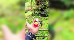 Редкий вид колибри из Перу