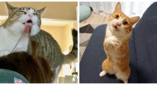 Delightfully strange cats with inexplicable behavior (11 photos)