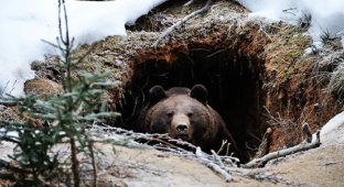 Мифы и правда о зимней спячке: Оказывается, медведи вообще не впадают в «спячку», да и лапу не сосут (5 фото)