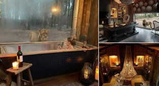 Отдых с видом на львов: первый в мире отель посреди заповедника (7 фото)