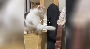 A cat's attempt to fight a guitar