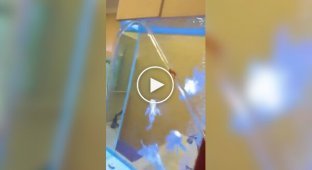 Аквариумная кругосветка: как домашняя золотая рыбка обрела собственный аквапарк прямо в гостиной (фото + видео)