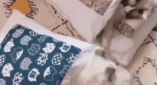 Классные гифки. Выпуск 2480