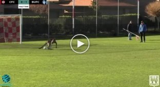 Тем временем в Австралии кенгуру прервал футбольный матч, выбежав на поле