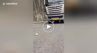 The driver showed a master class on driving a truck using an egg as an example