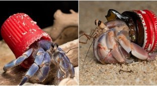 Hermit crabs are increasingly using garbage as a “house” (7 photos + 1 video)