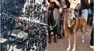 Thousands of people marched in Madrid demanding protection of dogs from cruel treatment (14 photos)