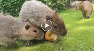 How capybaras escape from the Moscow heat