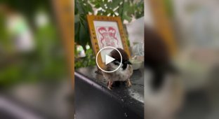 Птах плескається у воді