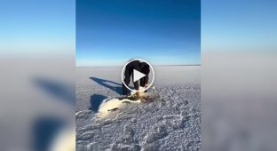 В Казахстане мужчина спас влюбленную пару лебедей от смерти в замерзшем озере