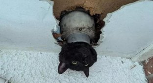 Порятунок коти, що застрягла в трубі (4 фото)