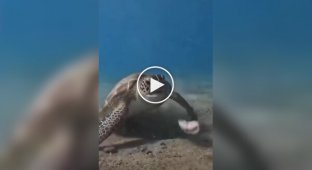 Черепаха попробовала съесть морского червя